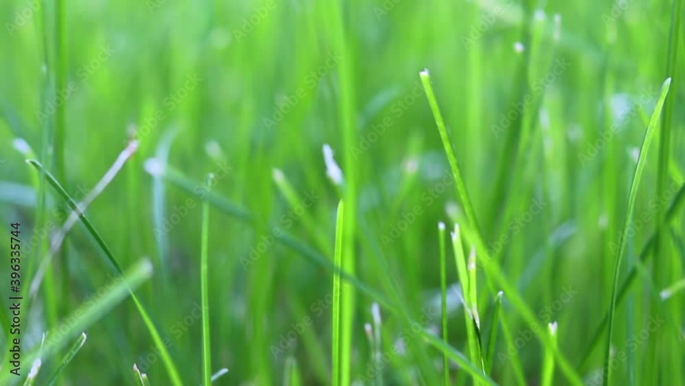 Green grass background swaying in the wind . Young greenery in motion.