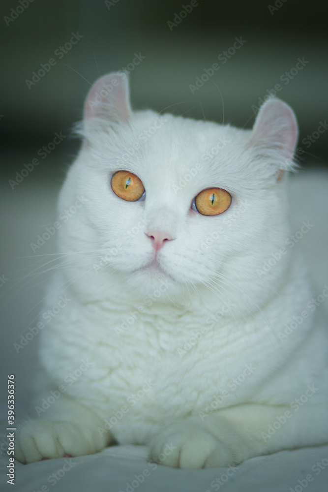 The white cat with yellow round eyes sitting. Image with selective focus and toning. Image with noise effects. Focus on the eyes.