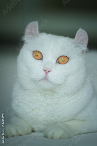 The white cat with yellow round eyes sitting. Image with selective focus and toning. Image with noise effects. Focus on the eyes.