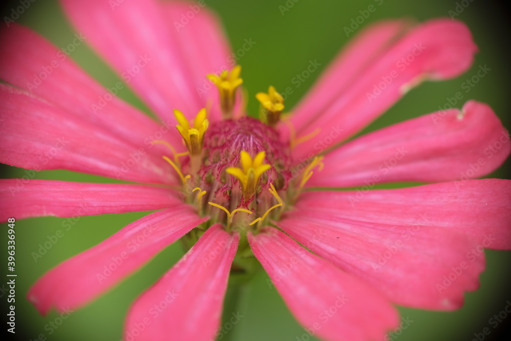 Close-up photo of colorful zinnia flower in the garden.