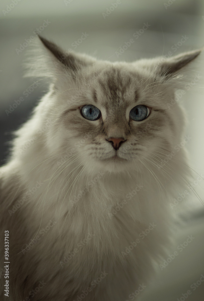 Portrait of a large Siberian cat with blue eyes. Image with selective focus and toning. Image with noise effects. Focus on the eyes.