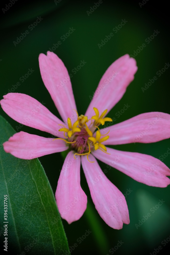 Close-up photo of colorful zinnia flower in the garden. Close-up photo of colorful zinnia flower in the garden.
