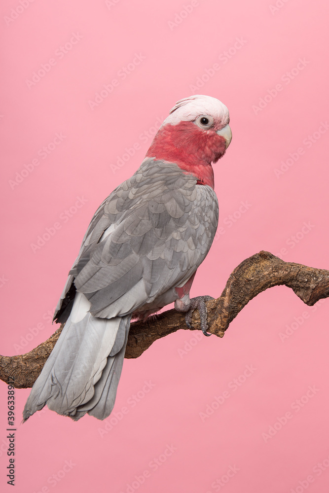 Obraz premium Pretty pink galah cockatoo, seen from its back sitting on a branch on a pink background