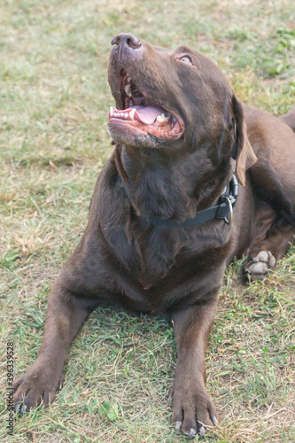 Friendly purebred chocolate Labrador dog seen outdoors on a summer day 