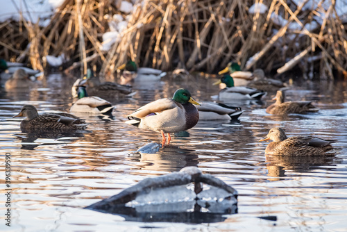 Ducks on the water in late autumn