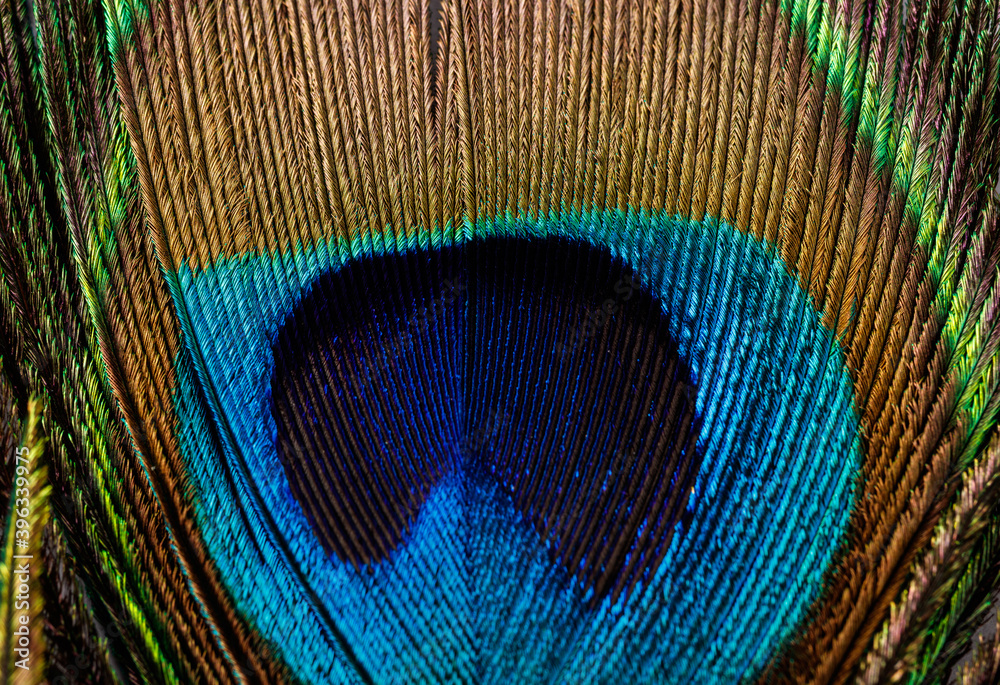 Obraz premium Peacock feather isolated on white background. Macro shot.