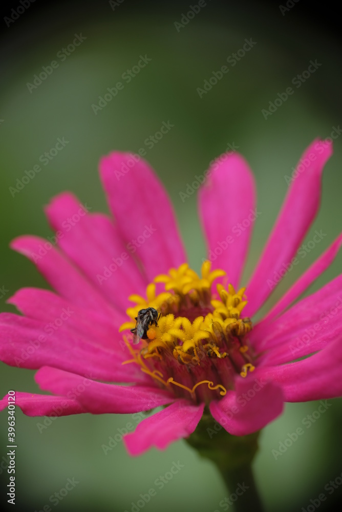 Close-up photo of Apis Florea on a Zinnia flower in the home garden. Close-up photo of colorful zinnia flower in the garden. Close-up photo of Apis Florea on a Zinnia flower in the home garden. Close-up photo of colorful zinnia flower in the garden.