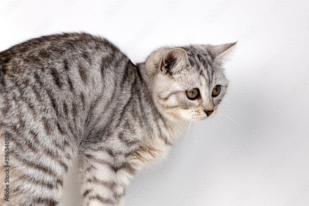 Scottish straight cat tabby on white background