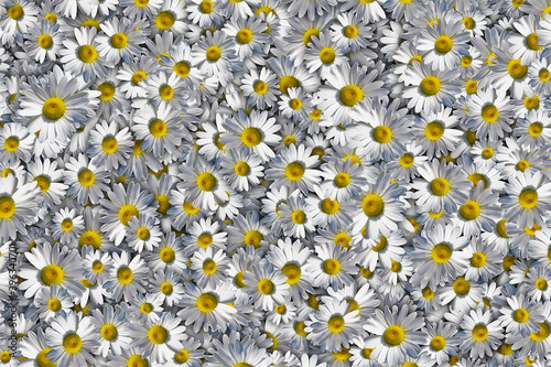 Floral background of a mass of white daisies with yellow centers