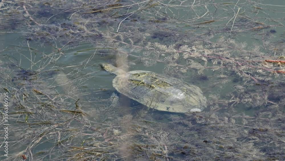 A terrapin is one of several small species of turtle living in fresh or brackish water