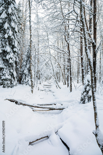 View of winter forest and frozen creek, Meiko recreation area, Kirkkonummi, Finland