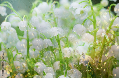 Lilies of the valley behind rainy transparent