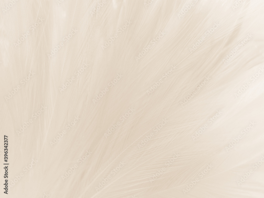 Obraz premium Beautiful abstract gray feathers on white background and soft white feather texture on white pattern and brown background, white texture wallpaper, love theme, valentines day