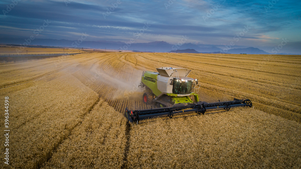 Fototapeta premium Wide angle view of a combine harvester harvesting wheat on a wheat field on a farm in the Swartland in the Western Cape of South Africa