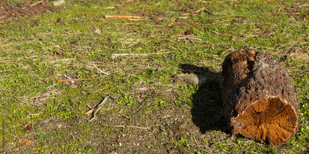 Aged pine tree log isolated. Copy space on the left. Aged pine tree log isolated. Copy space on the left.