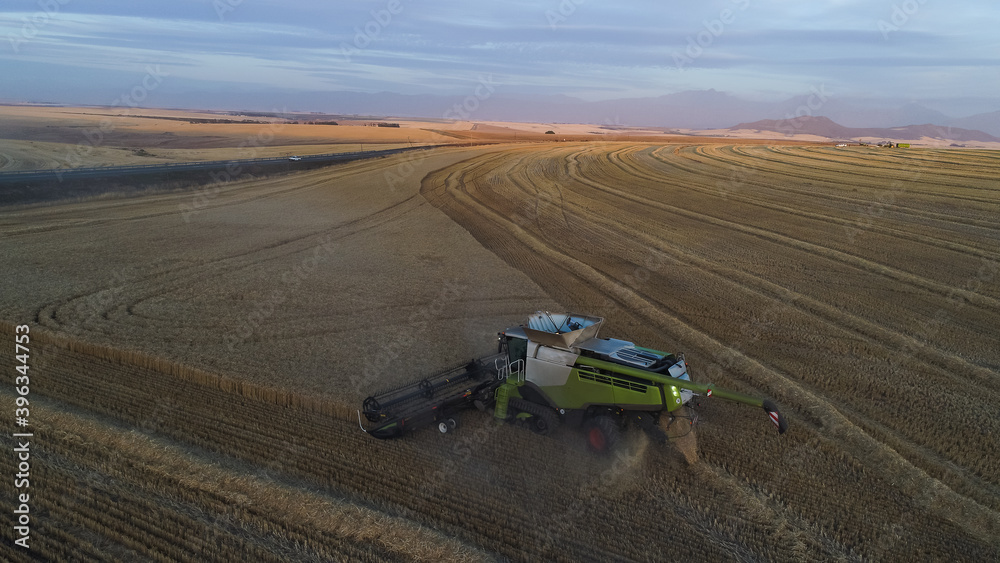 Obraz premium Wide angle view of a combine harvester harvesting wheat on a wheat field on a farm in the Swartland in the Western Cape of South Africa