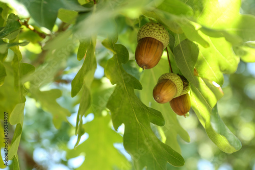 Closeup view of oak with green leaves and acorns outdoors