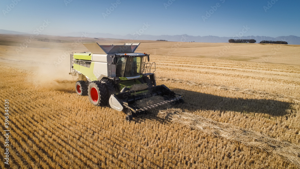 Obraz premium Wide angle view of a combine harvester harvesting wheat on a wheat field on a farm in the Swartland in the Western Cape of South Africa