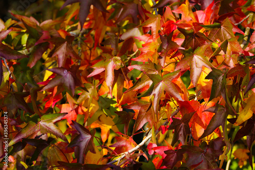 Close up autumn leaves of red, orange, brown and yellow. Japanese Maple tree colors of fall.