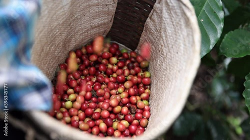 Slow motion of red berry arabica from worker harvestin in to the wooden basket,Agriculture economy industry business, health food and lifestyle, at the north of Thailand. photo