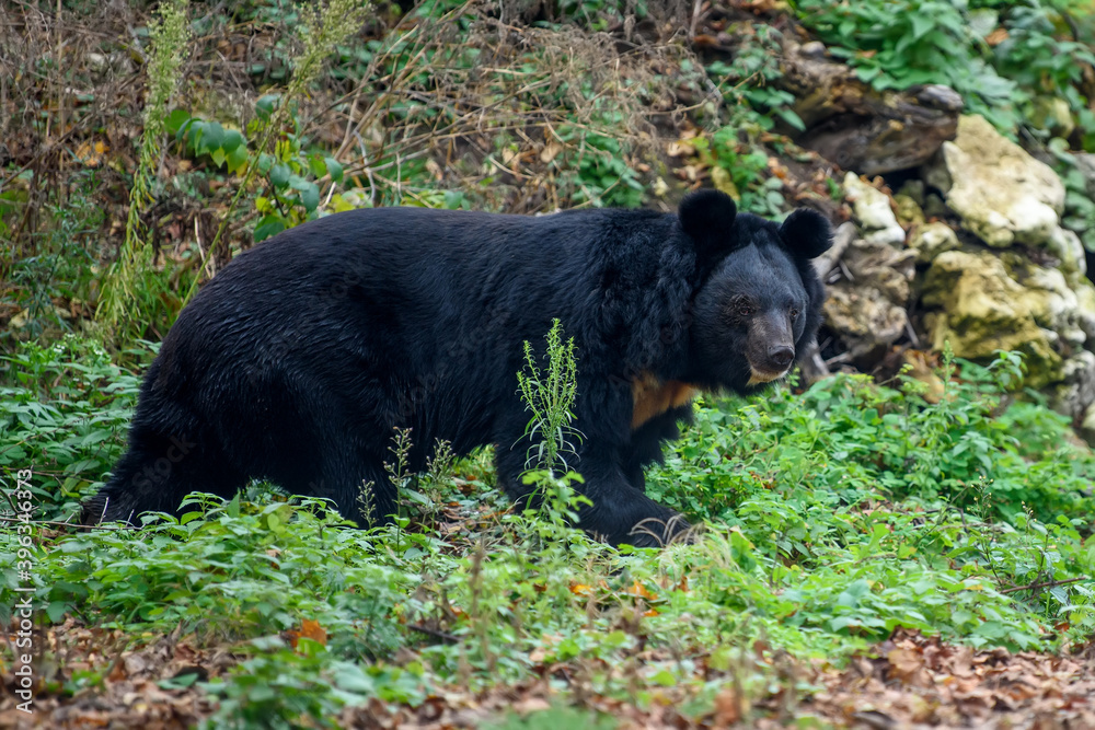 Asiatic black bear (Ursus thibetanus) in the autumn forest Asiatic black bear (Ursus thibetanus) in the autumn forest
