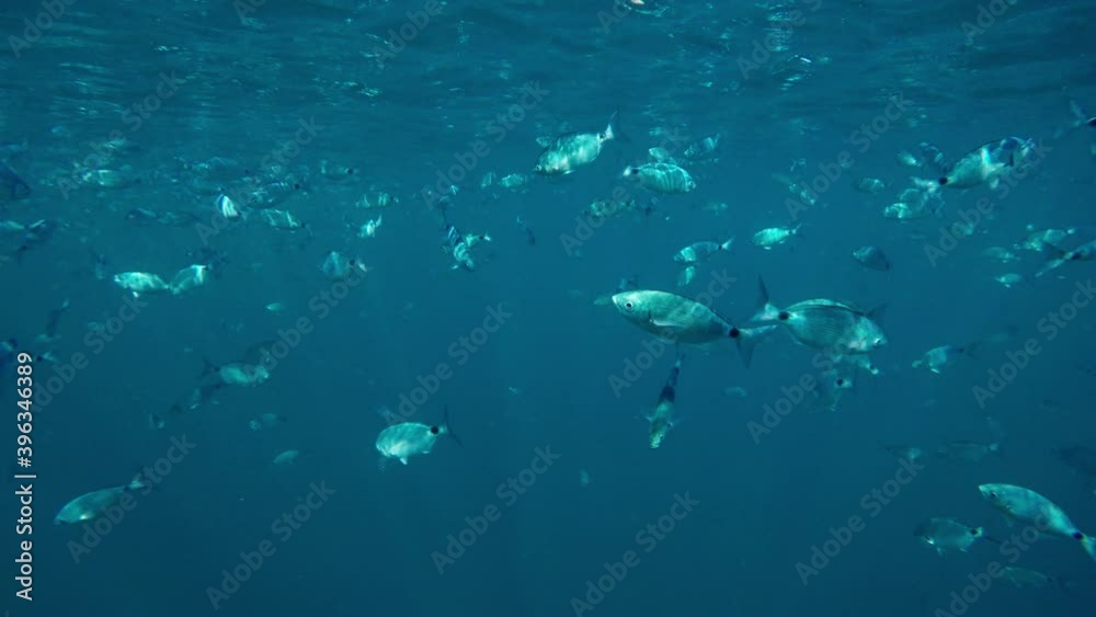 School of fish in coral reef School of fish in coral reef