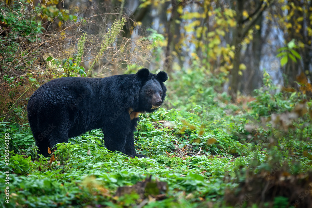 Asiatic black bear (Ursus thibetanus) in the autumn forest Asiatic black bear (Ursus thibetanus) in the autumn forest