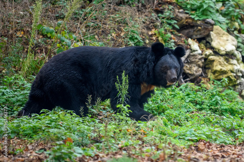 Asiatic black bear (Ursus thibetanus) in the autumn forest