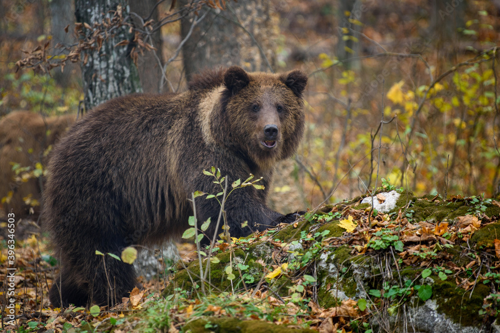 Close-up brown bear in autumn forest. Danger animal in nature habitat. Big mammal Close-up brown bear in autumn forest. Danger animal in nature habitat. Big mammal