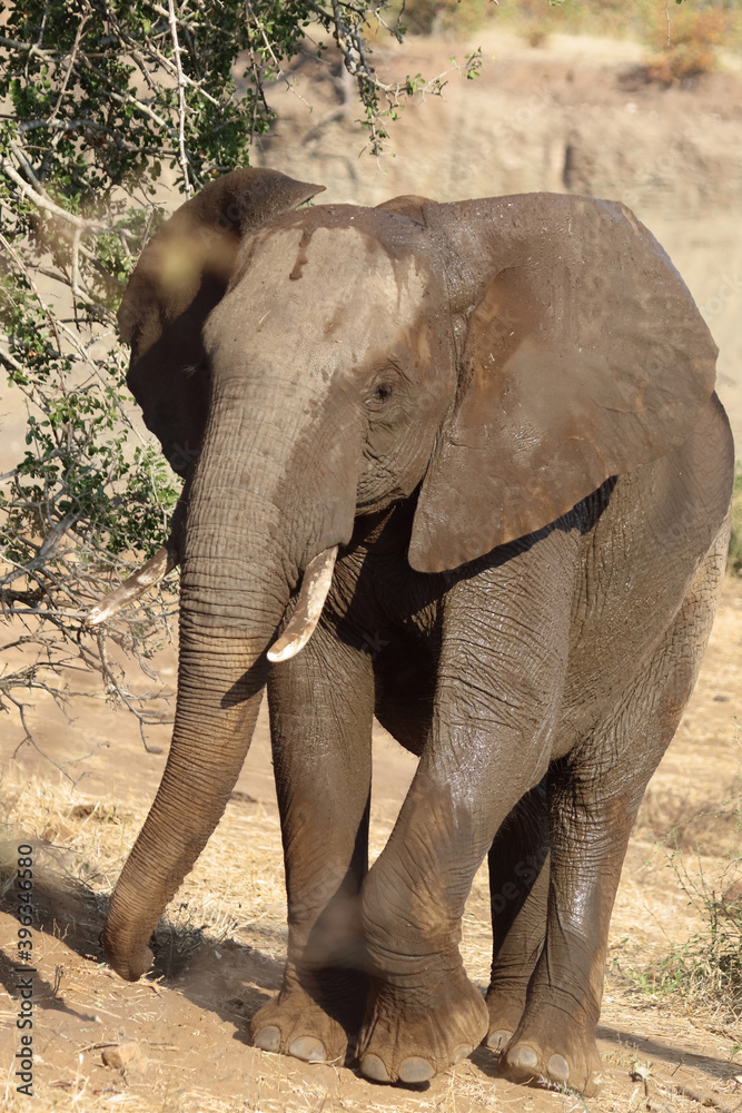 Fototapeta premium Afrikanischer Elefant / African elephant / Loxodonta africana