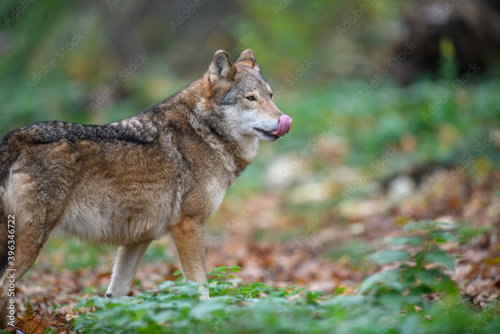 Close up wolf in autumn forest background Close up wolf in autumn forest background