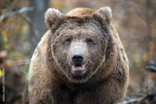 Close-up brown bear portrait. Danger animal in nature habitat. Big mammal