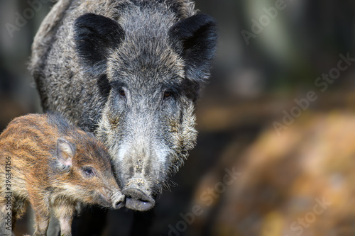 Fotografija Cute swine sus scrofa family in dark forest