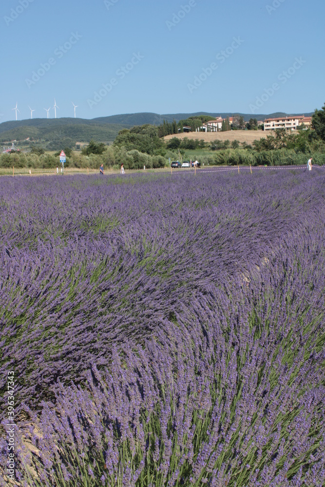 viaggio nei campi di lavanda del pisano