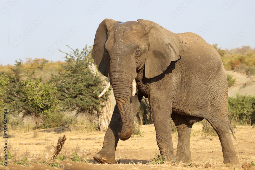 Fototapeta premium Afrikanischer Elefant / African elephant / Loxodonta africana