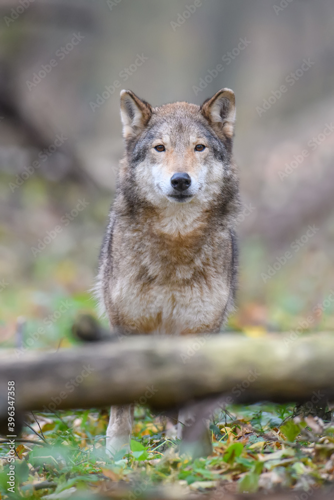 Fototapeta premium Close up wolf in autumn forest background