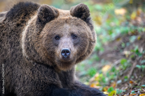 Close-up brown bear portrait. Danger animal in nature habitat. Big mammal © byrdyak