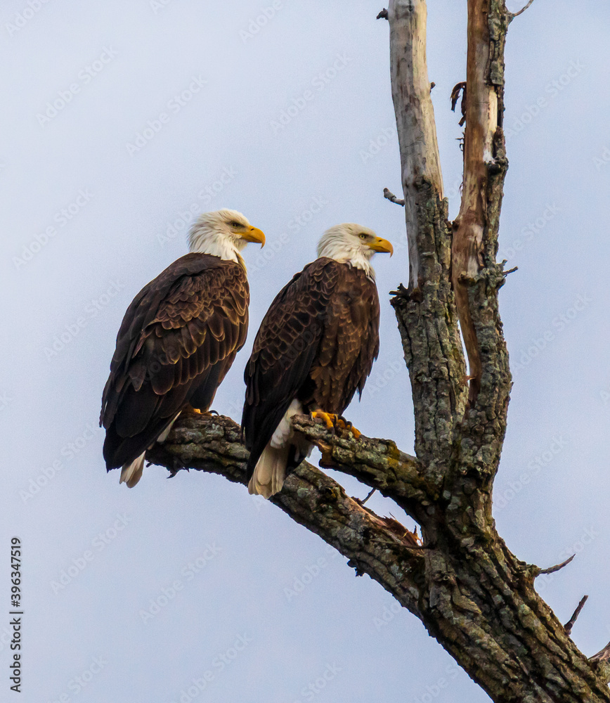 Mated pair of bald eagles sitting close to each other and looking in the same direction Mated pair of bald eagles sitting close to each other and looking in the same direction