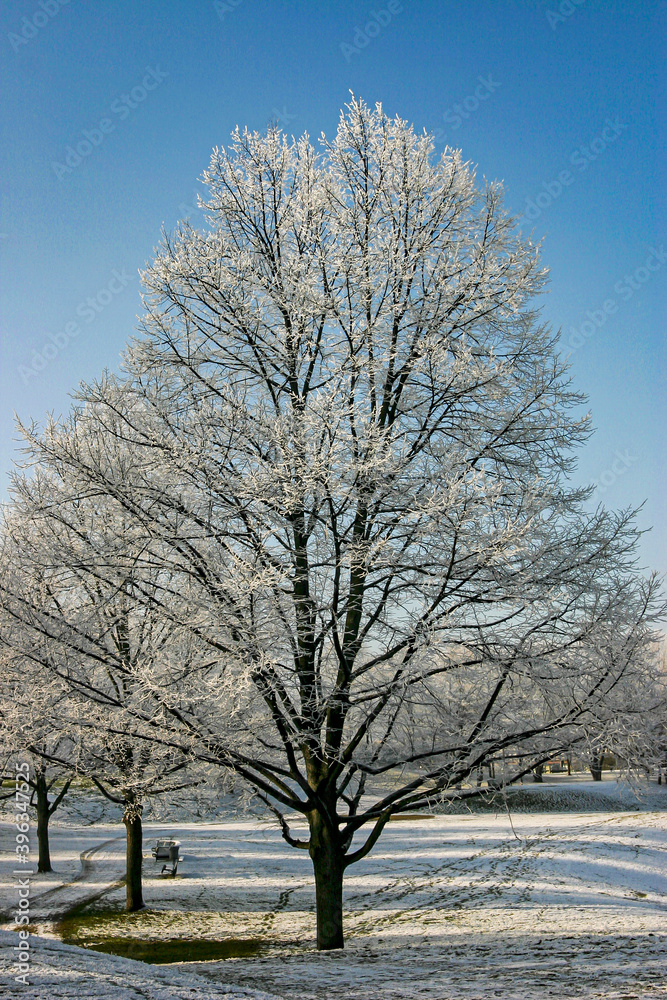 Winterlicher Rauhreif auf Bäumen und Sträuchern Winterlicher Rauhreif auf Bäumen und Sträuchern