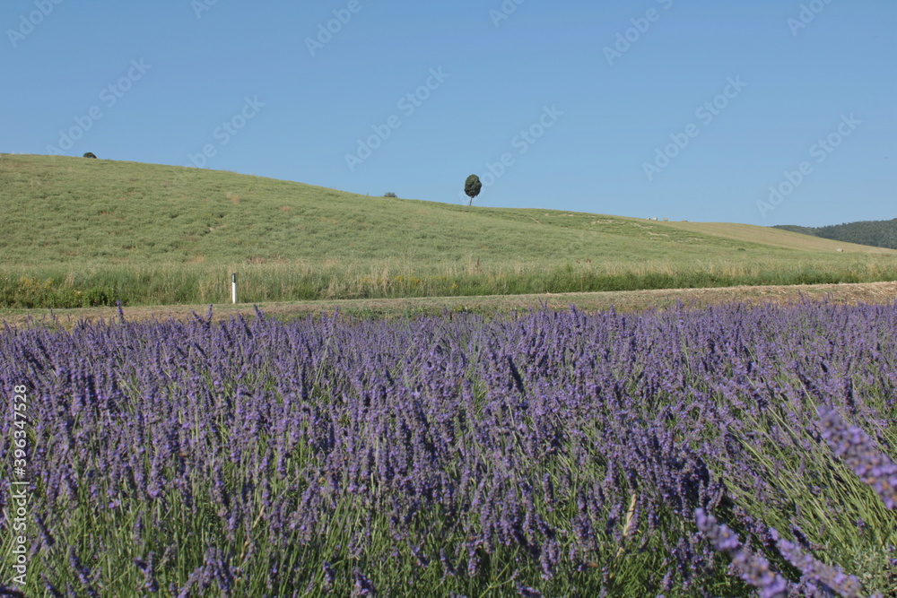 Naklejka premium viaggio nei campi di lavanda del pisano