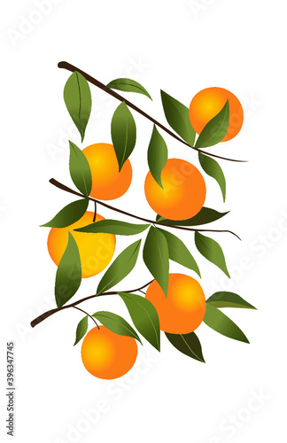 Orange tree