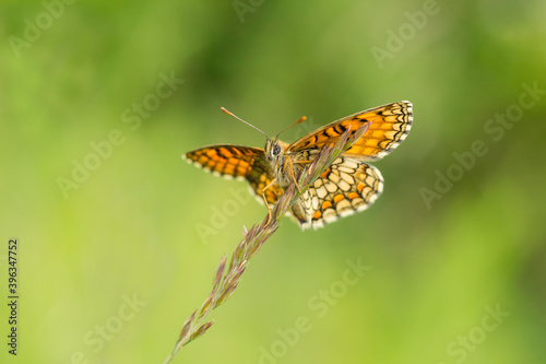 The heath fritillary (Melitaea athalia) with spread wings resting on a straw