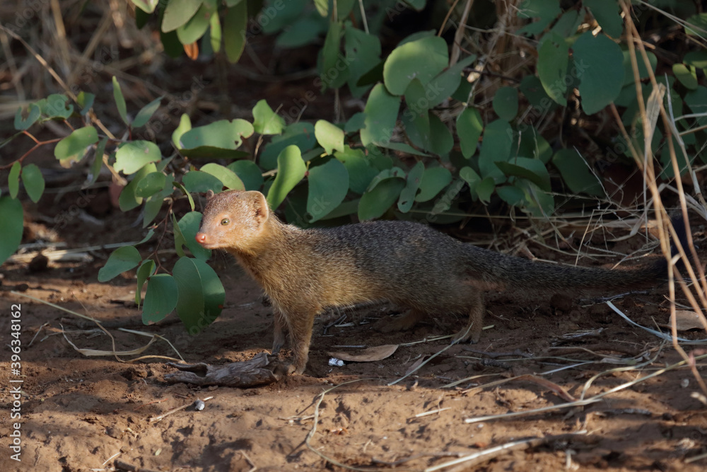 Schlankmanguste / Slender mongoose / Galerella sanguinea. Schlankmanguste / Slender mongoose / Galerella sanguinea.