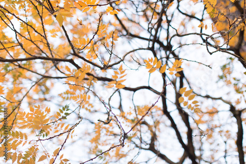 kleine gelbe Vogelbeerblätter im Herbst © Maria Ch.