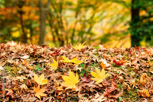 秋・落ち葉のイメージ