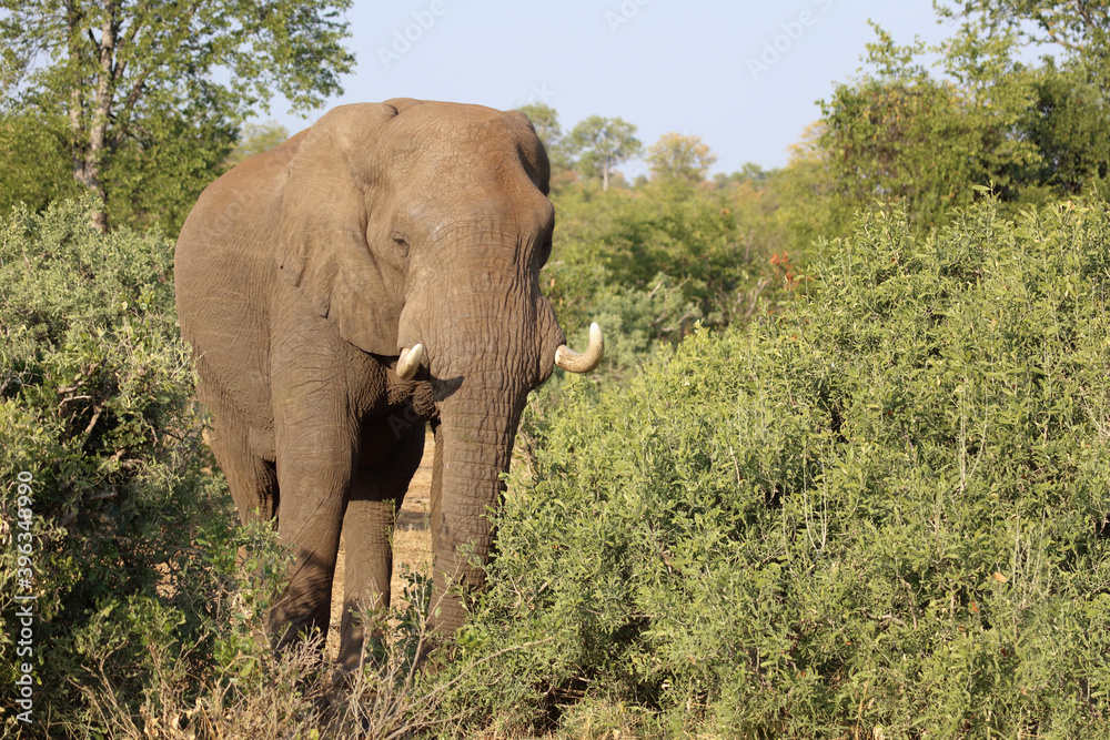 Fototapeta premium Afrikanischer Elefant / African elephant / Loxodonta africana