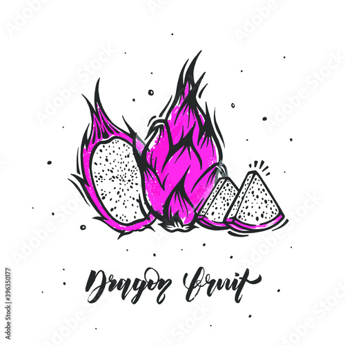 Vector Dragon fruit . Exotic thailand pitahaya fruit in doodle style