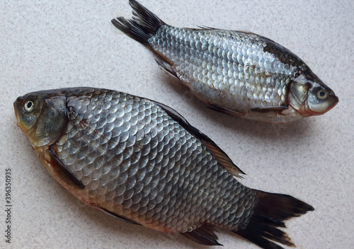 Two carp on a gray background, top view, close-up, space for text-the concept of cooking delicious fish dishes