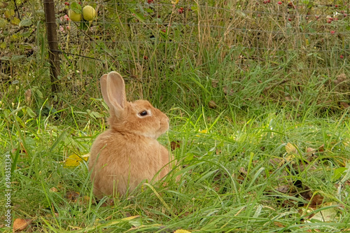beautiful footage of animals in their natural environment in the reserve. warm autumn day