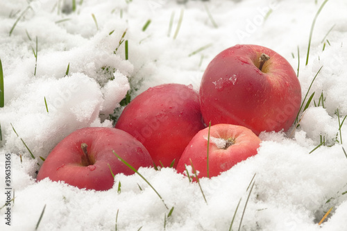 beautiful red apples on white snow